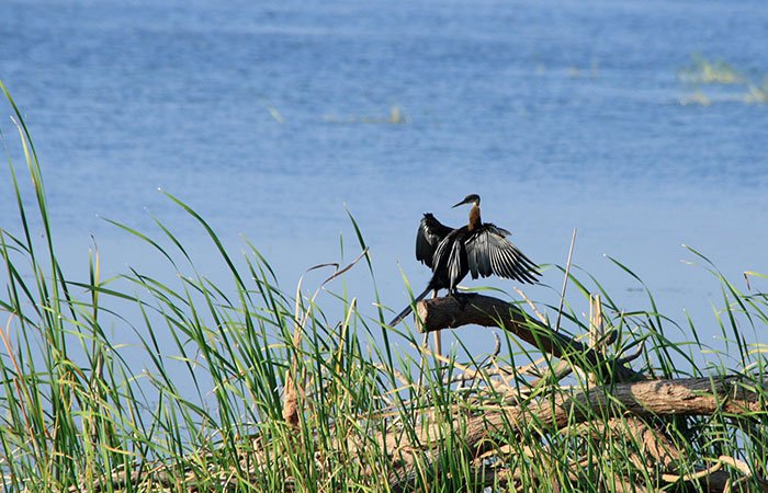 bundala bird watching safari, Sri Lanka
